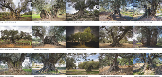 Una mirada en 3D a los olivos milenarios del Territorio Sénia