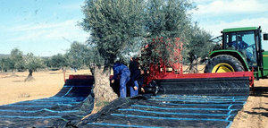 Concedida la protección nacional transitoria a la DOP Aceite Villuercas-Ibores-Jara