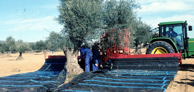 Extremadura publica la convocatoria de ayudas a préstamos para olivar de secano afectado por la sequía