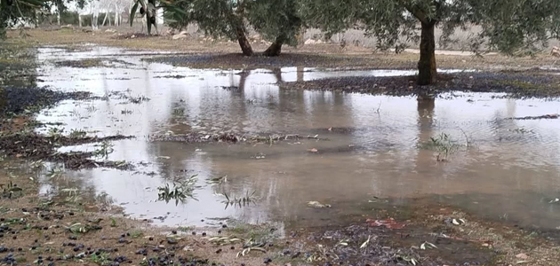 Extremadura habilita un trámite para que los agricultores comuniquen daños causados por los temporales