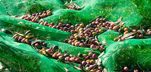 Nuevas oportunidades de bioeconomía circular en el sector oleícola