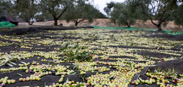 Cataluña prevé que su producción de aceite de oliva aumente un 22% esta campaña