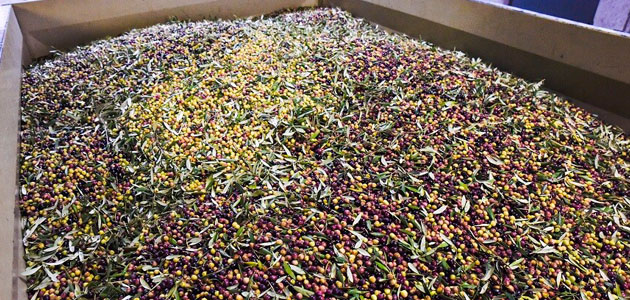 La producción de aceite de oliva podría duplicarse en Cataluña hasta alcanzar 35.500 t. esta campaña