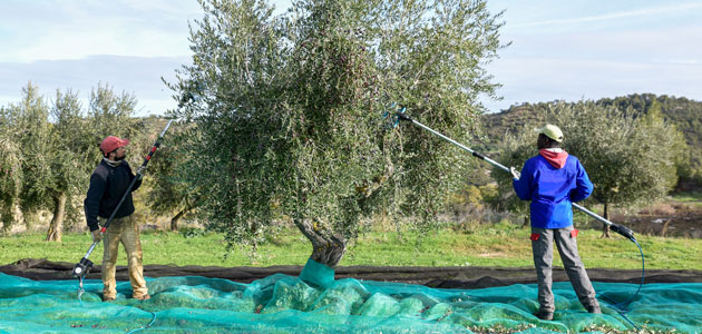 Las cooperativas catalanas analizan las novedades del sector del aceite de oliva y cómo le afectará la nueva PAC