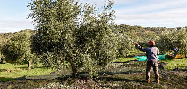 Baja la producción de aceite de oliva en enero debido a las precipitaciones