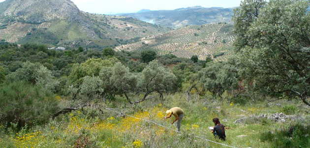 Proponen aplicar técnicas ecológicas en el olivar en pendiente para mejorar su rentabilidad