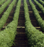 Los agricultores españoles percibieron en junio 228,12 millones de euros en ayudas de la PAC