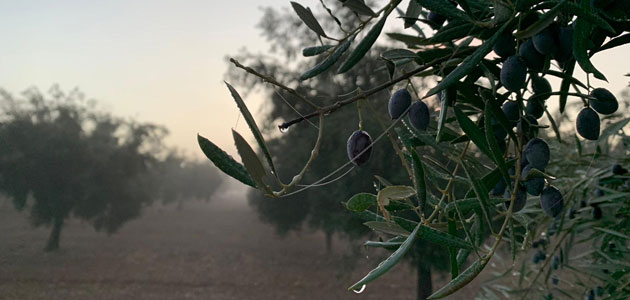 El FEGA detalla los requisitos para la ayuda asociada al olivar con dificultades específicas y alto valor medioambiental