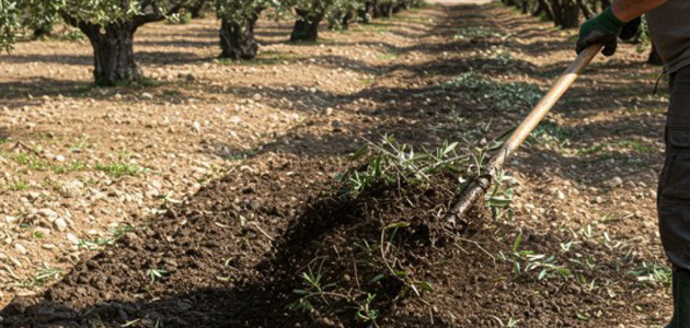 La aplicación sostenible del purín de cerdo como fertilizante orgánico en explotaciones agrícolas
