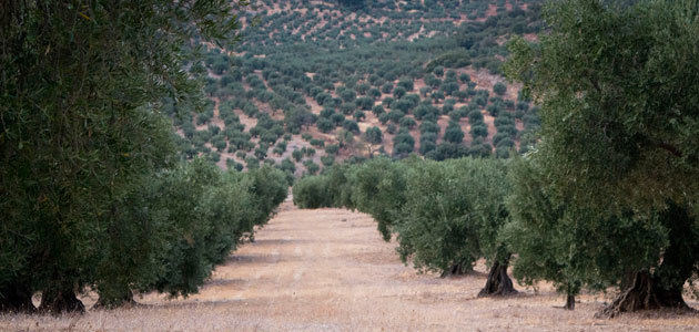 Un trabajo de investigación aborda la competitividad del sector oleícola de Jaén