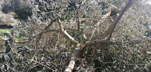 El olivar acumula 9,7 millones en daños durante 2021 por fenómenos meteorológicos