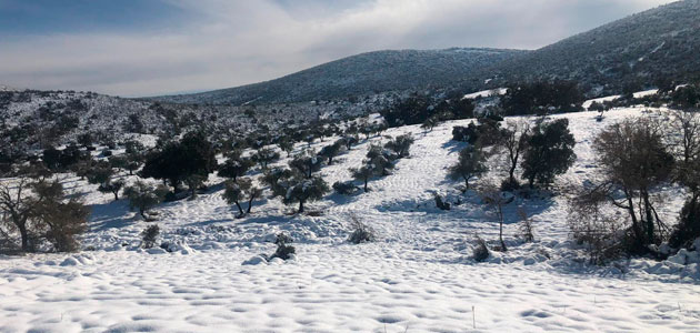 Las indemnizaciones al olivar por los siniestros de 2021 aumentaron un 219%