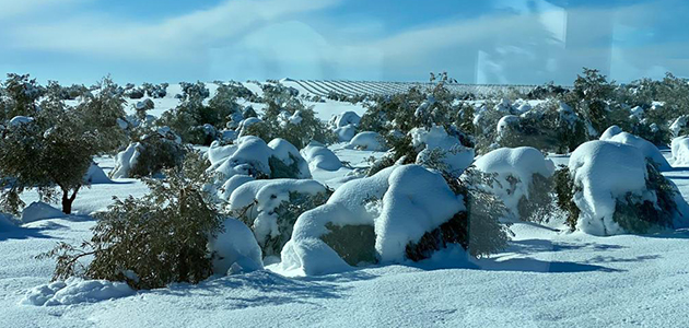 El temporal de nieve deja pérdidas de 12 millones de euros en el olivar madrileño