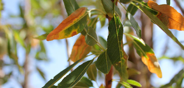 La Comunidad Valenciana pone en marcha un plan de ayudas para la replantación de parcelas afectadas por la Xylella