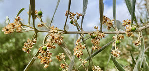 ¿Cómo está evolucionando la fructificación de la aceituna en España?