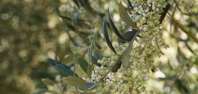 La UJA prevé el adelanto de la floración del olivo