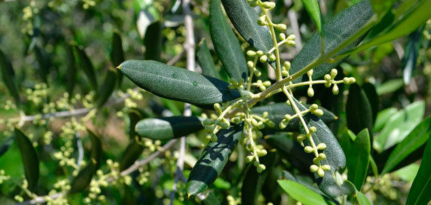 Seguimiento fitosanitario del olivar en Andalucía