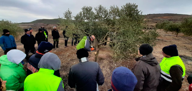 Formación en Navarra sobre técnicas de la poda racional del olivo
