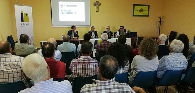 Interóleo aborda la situación del Verticillium y de la Xylella para mejorar las decisiones de los olivareros en el manejo de sus explotaciones