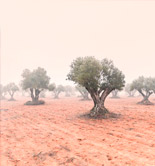 José Ramón Luna de La Osa gana el V Concurso Nacional de Fotografía 'La Cultura del Olivo' de Futuroliva