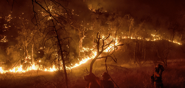 Un incendio forestal en Pakistán acaba con más de 800 olivos centenarios