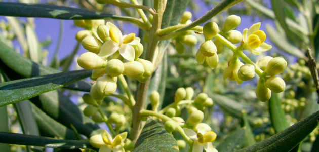 Desarrollan un sistema para predecir la cosecha del olivar solo con datos climáticos y de polen