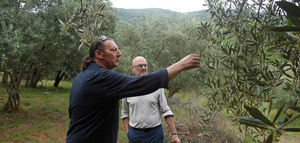 Galicia impulsa la identificación y certificación de olivos autóctonos