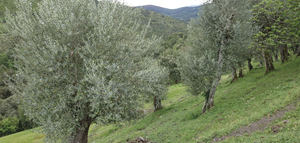 Galicia trabaja en la recuperación de olivos autóctonos