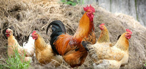 El poder antioxidante del alperujo puede ayudar a la conservación de razas autóctonas de gallina