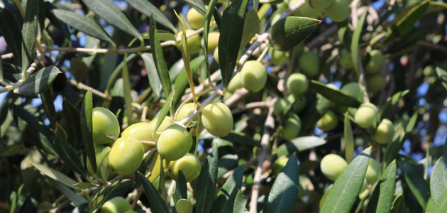 Gaudea cierra una campaña con un incremento del 36% en la producción por hectárea