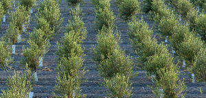 La mejora genética del olivo como herramienta para la rentabilidad del cultivo