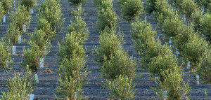 Siete pymes españolas consiguen financiación de GEN4OLIVE para proyectos de mejora genética del olivo