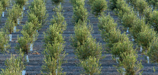 Siete pymes españolas consiguen financiación de GEN4OLIVE para proyectos de mejora genética del olivo