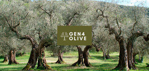 Abierta la convocatoria de GEN4OLIVE para proyectos que contribuyan a la mejora genética del olivo