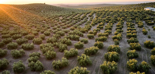 Abierta la segunda convocatoria de GEN4OLIVE para proyectos de mejora genética del olivo