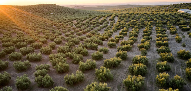 Abierta la segunda convocatoria de GEN4OLIVE para proyectos de mejora genética del olivo