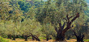Resultados "positivos" de la segunda convocatoria de GEN4OLIVE para proyectos de mejora genética del olivo