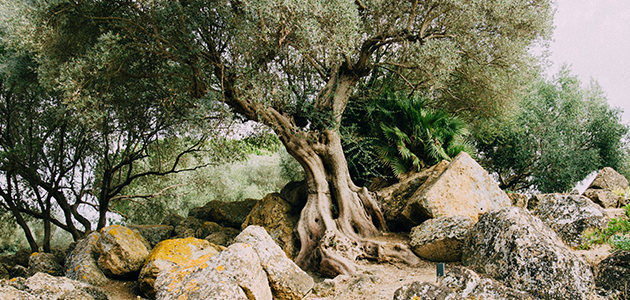 Investigadores esclarecen la evolución del género Olea, un gran paso hacia el conocimiento del árbol genealógico del olivo