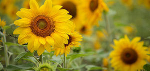 Los productores de girasol medioambiental de Castilla-La Mancha contarán con cerca de 20 millones de euros de ayudas en los próximos cuatro años