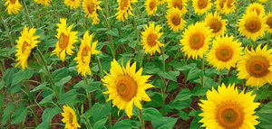 Comienza la campaña del girasol con precios un 30% superiores al año pasado