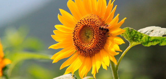 El papel del cultivo del girasol en una agricultura sostenible y rentable