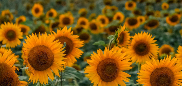 Agroseguro abona más de 9 millones de euros a productores andaluces de girasol