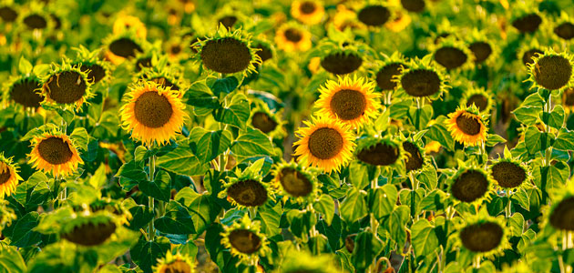 El mercado de la UE se ajusta a la falta de aceite de girasol tras la invasión rusa de Ucrania