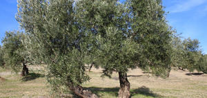 Hallan un novedoso método para la detección del glifosato en suelos de olivar