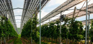La agrivoltaica se abre camino en Andalucía