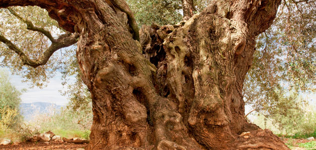 Olivo Mil·lènia se alza con el XVIII Premio AEMO al Mejor Olivo Monumental de España