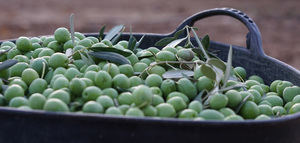 Las IGPs Aceituna Manzanilla y Gordal de Sevilla muestran su oposición al acuerdo entre la UE y Mercosur