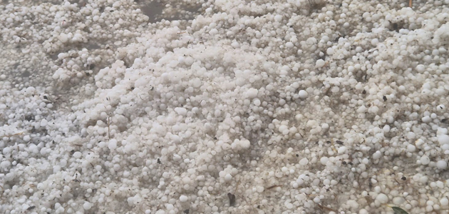 El olivar, entre los cultivos más dañados por las tormentas de granizo en Castilla-La Mancha