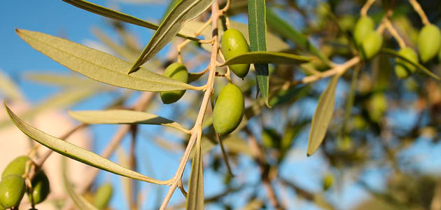 Grecia analiza mediadas estructurales para apoyar a los productores de aceite de oliva