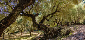 Impulsan el desarrollo del sector del aceite de aceite de oliva griego